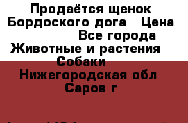 Продаётся щенок Бордоского дога › Цена ­ 37 000 - Все города Животные и растения » Собаки   . Нижегородская обл.,Саров г.